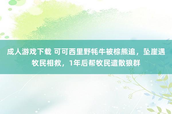 成人游戏下载 可可西里野牦牛被棕熊追，坠崖遇牧民相救，1年后帮牧民遣散狼群